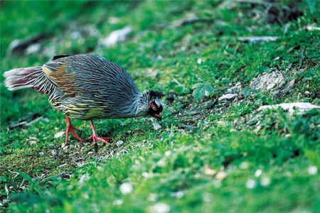 【导读】有的考生和小编说觉得河北自考本科最难的就上课的时候记得住,但是一到下课的时候就忘了!然后到了考试的时候更是一脸懵逼,参加河北自考本科初衷就是多学点知识,但是渐渐被生活的忙碌压得已经快忘了最初的想法了,而且最主要是无法静下心来学习!河北自考本科复习的时候你知道吗?环境也非常重要!下面就请大家跟随河北省自考网一起来看看吧! 1 河北自考本科复习的时候你知道吗?环境也非常重要! 现在很少有人能坐得住,但你可以随意转换周围的学习环境,小编一般在卧室看书,然后转到客厅,接着去阳台,或者就直接转到室外。 因为在同一个氛围/环境地方待久了,人会不知觉的困顿,简单的说就是想睡觉!而换一个地方,能重新激发你学习的热情。 以上是关于河北自考本科复习的时候你知道吗?环境也非常重要的相关内容,考生如果想获取更多关于河北自考的相关资讯,如成人自考报名时间、考试时间、报考条件、备考知识、相关新闻等,敬请关注河北自考网。 扫一扫下方二维码关注河北自考网微信公众号,将第一时间发布河北自考政策、解读、试题、相关新闻等。 相关推荐: 1、【近现代史每日一练】河北自考试题每日一练(12.23) 2、河北自考本科该怎么学习效率最高?