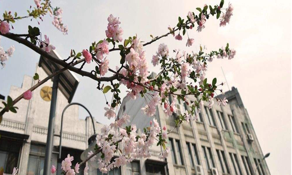 办理河北自考毕业办理前需要准备哪些工作？